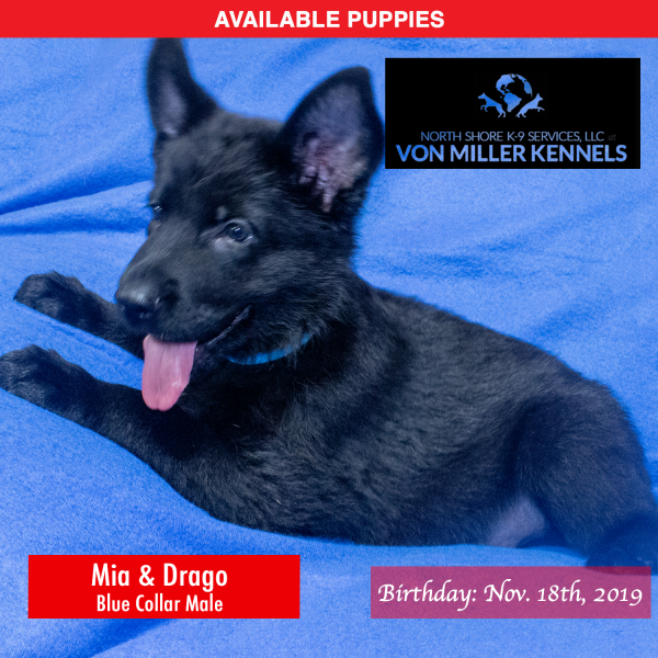 Von-Miller-Kennels_Puppies-German-Shepherds-11-18-2019-litter-Blue-Male-4